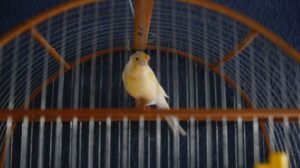 Bird Cages or Chicken Coops