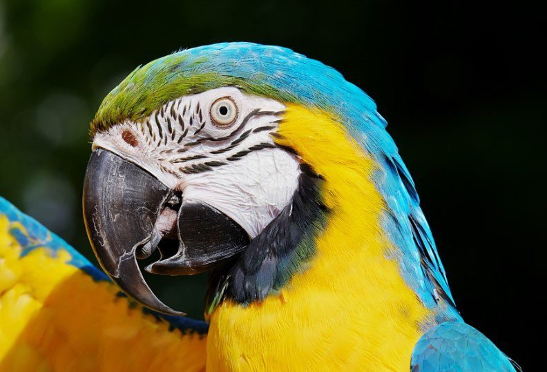 Bird Insurance