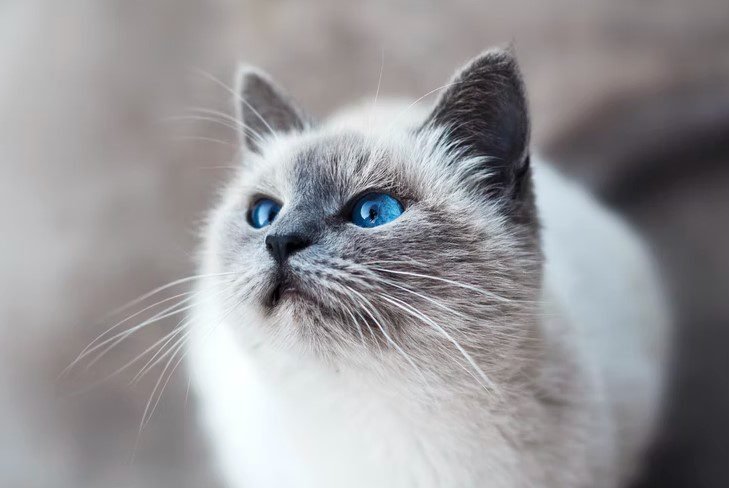 Cat Insurance