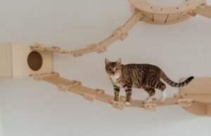 Pet Play Areas