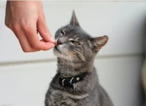 Pet Treats