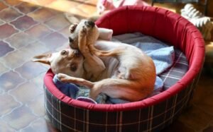 Pet Beds