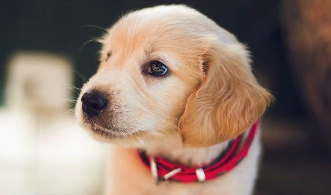 Dog Insurance