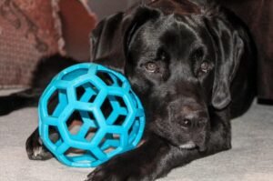 Pet Toys