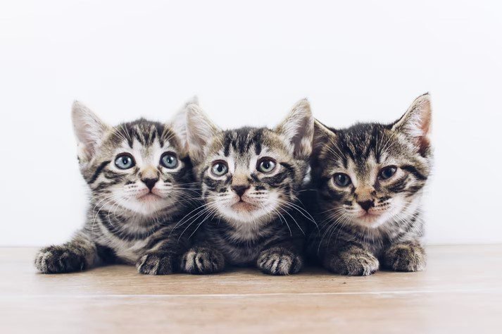 Renting accommodation with Cats