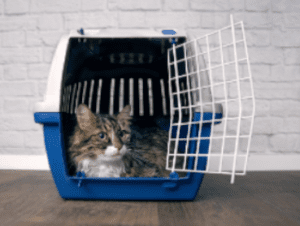 Airline approved Pet Transport Crates