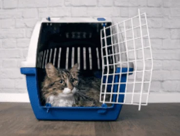 Airline approved Pet Transport Crates