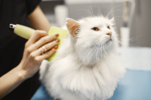 Pet Grooming