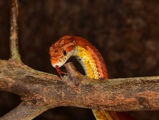 Reptile Insurance