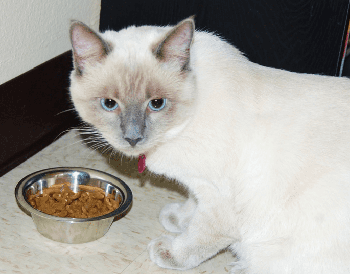 Cat Food - Wet Food in bowl