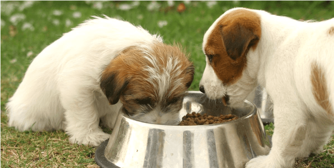 Puppies eating dry food