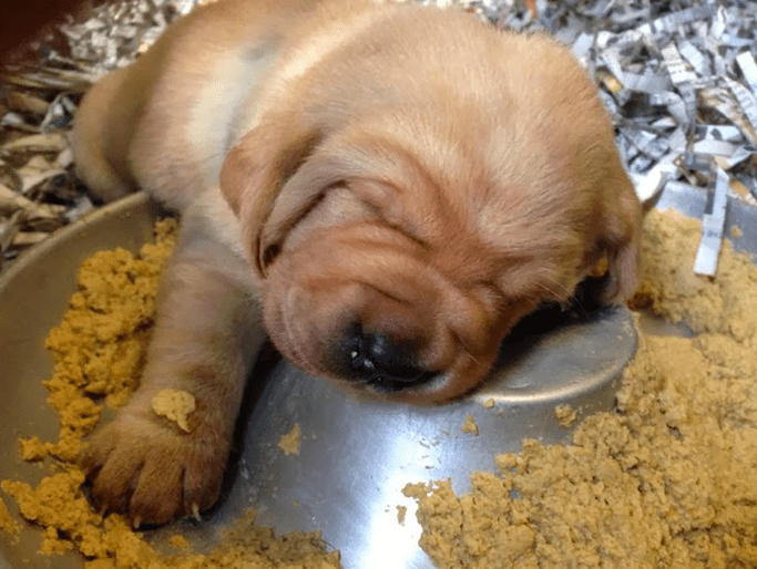 You & Your Pet Need Sleep
