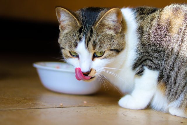happy cat just finished eating