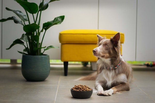 Adult dog about to eat