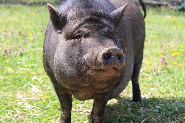 pig in the backyard