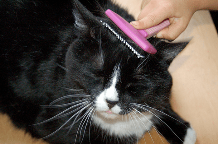 cat enjoying being brushed