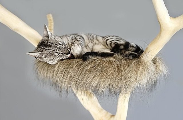 Cat in tree sleeping