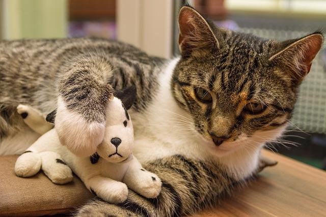 cat with play dog