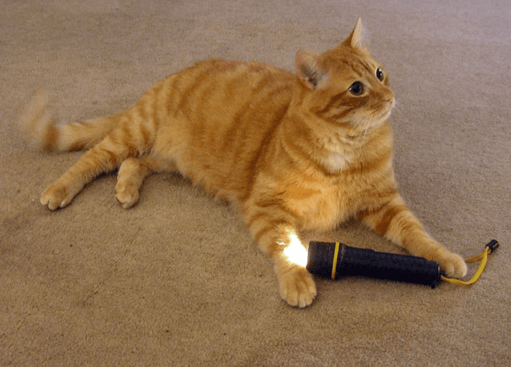cat playing with torch