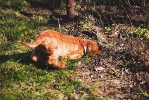 dog is digging to freedom