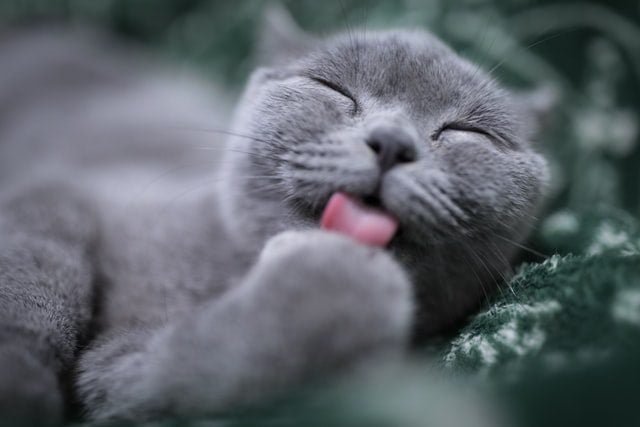 cat is enjoying grooming