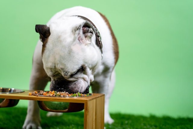 Dog hooking into a meal