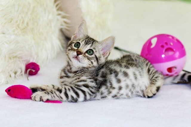 kitten play toys
