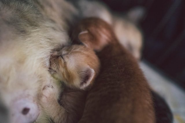 kittens feeding