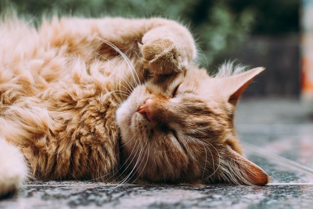 Cat begins the grooming process