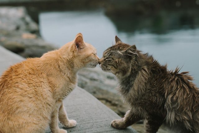 Cat buddies consider grooming each other