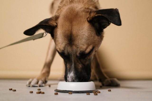 Adult dog eating dry food
