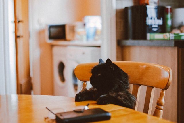 cat waiting for treat