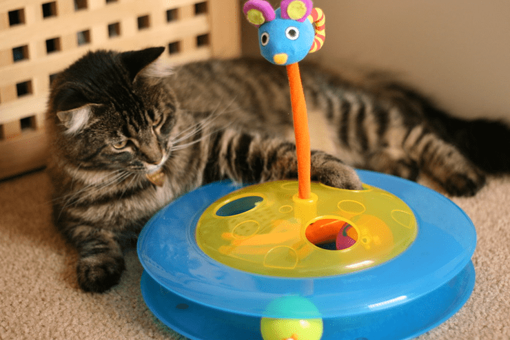 potentially dangerous cat toys