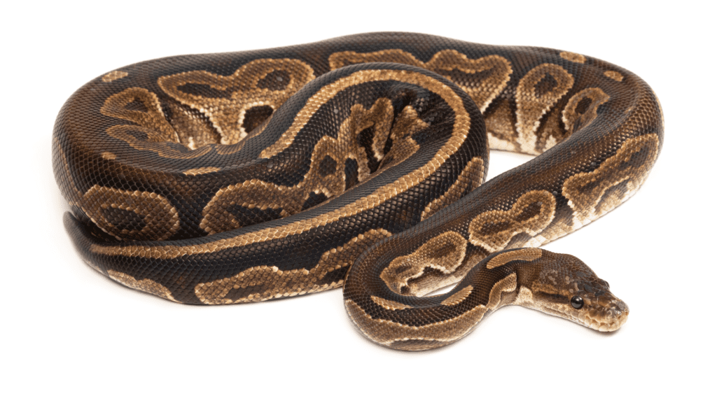 python 1