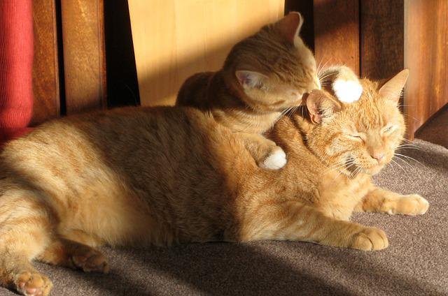 ginger cats grooming