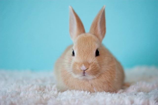 a cute rabbit