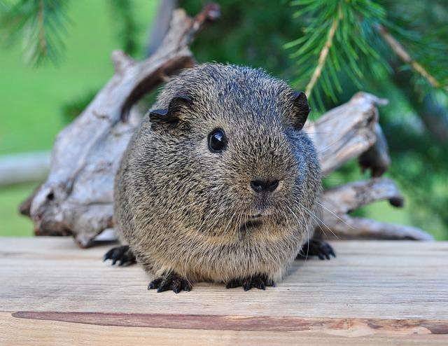 pet guinea pig