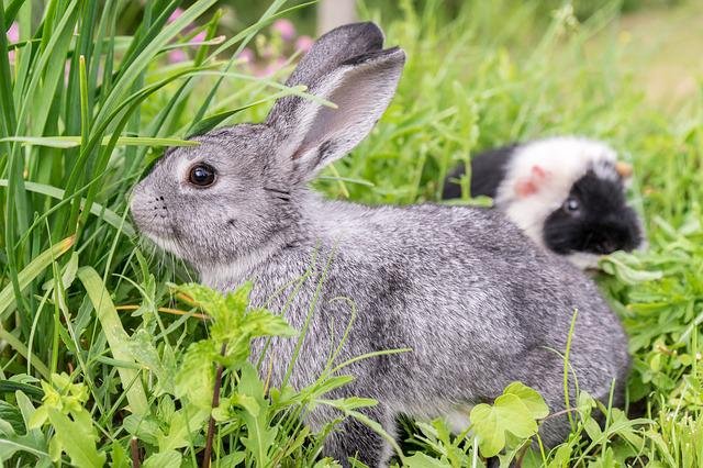 Rabbits and Guinea Pigs