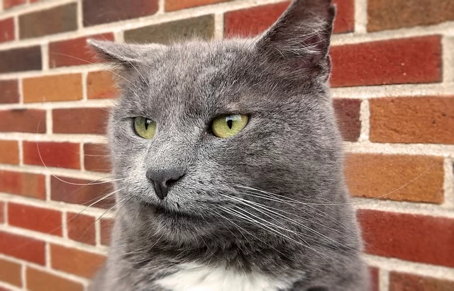 Taking great care of your Cats