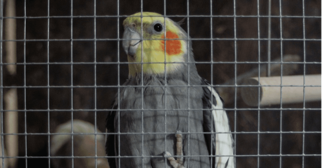 what side Cockatiel cage to buy-1