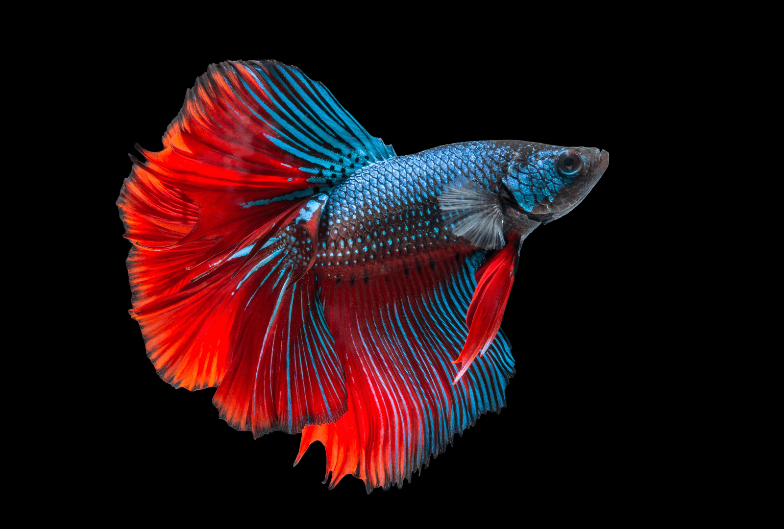 Take good care of your Betta Fish - My Pet Support