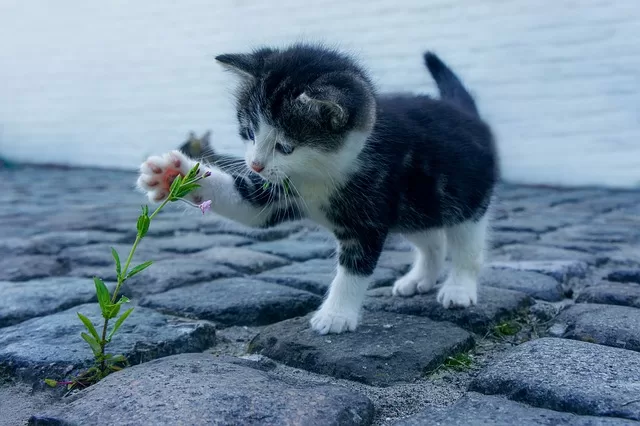 Is Pet Insurance Worth It?