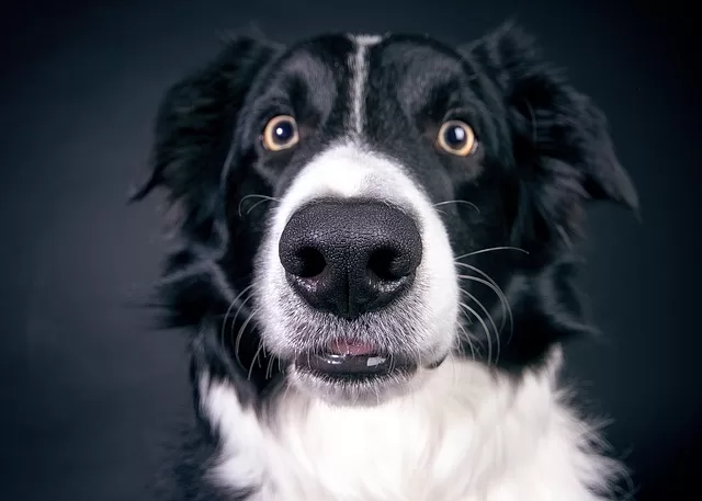 Checking your dogs eyes is important to their health