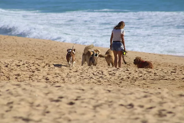 Pet Insurance for Dogs in Australia