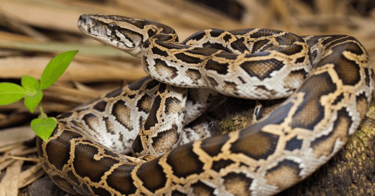 do snakes make good pets