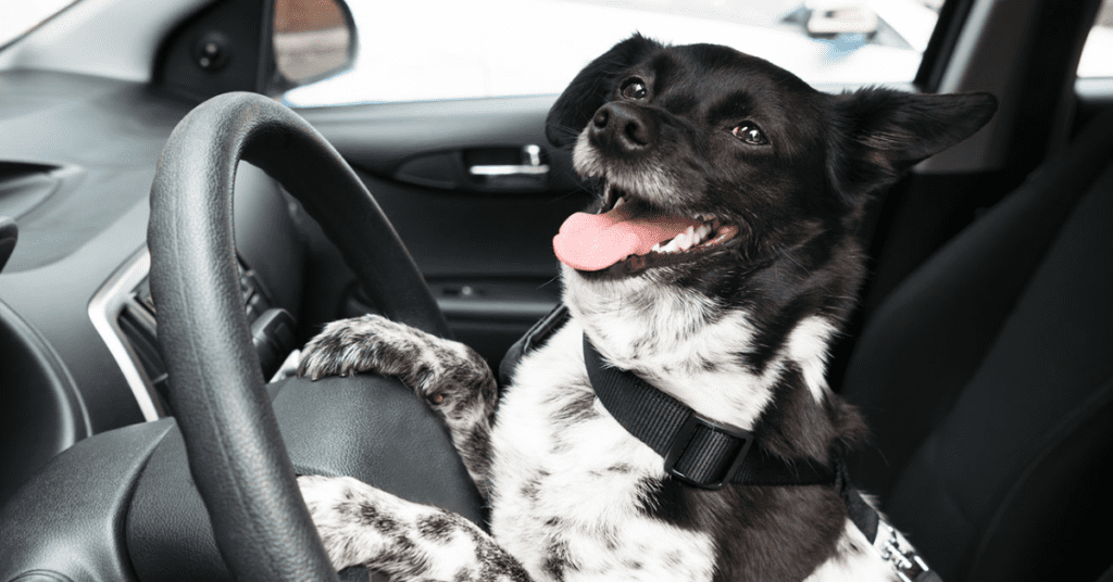 drive around australia with your dog