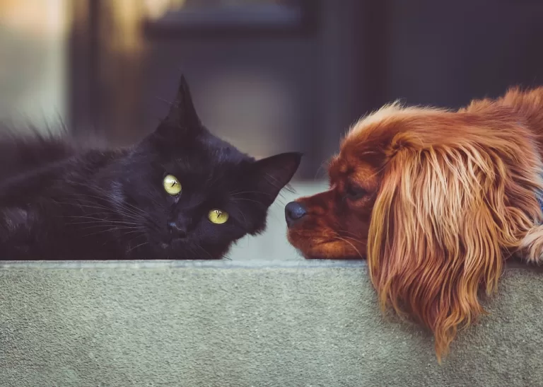 keep your pets happy and safe always