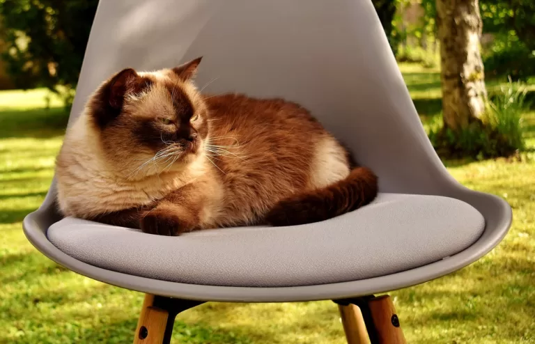 should my cat live indoors or outdoors