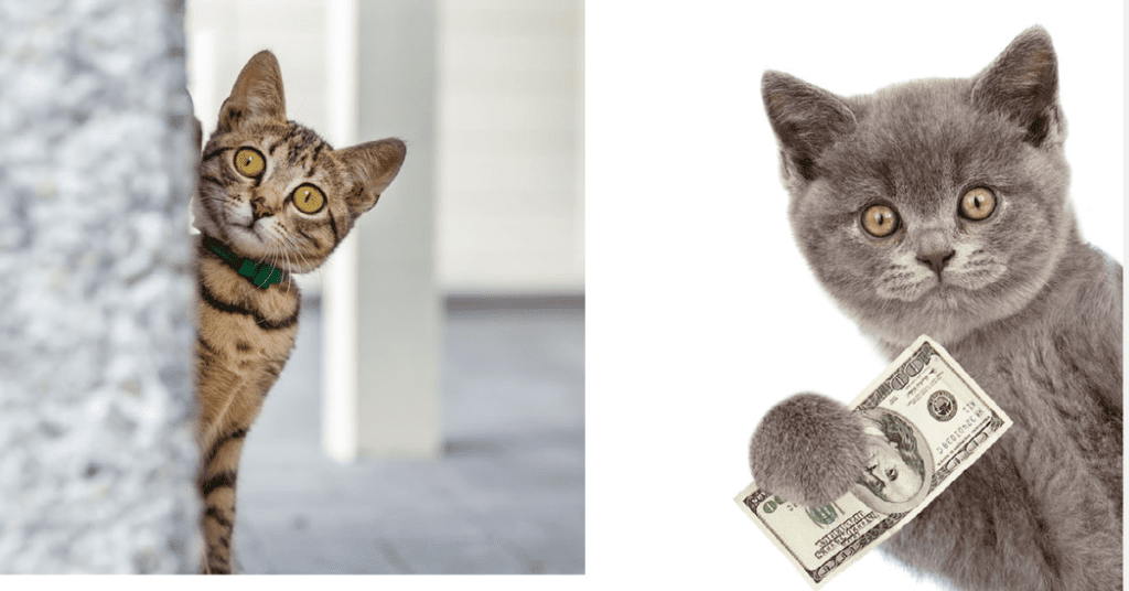 why do cats behave so mysteriously sometimes