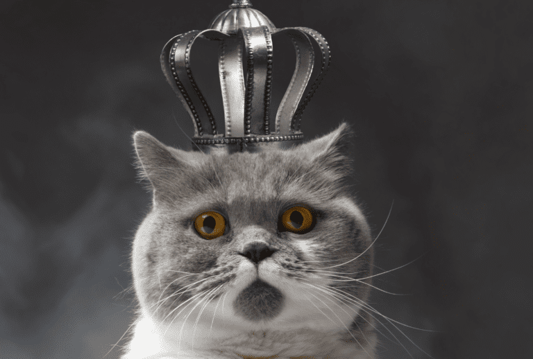 hail our cat overlords